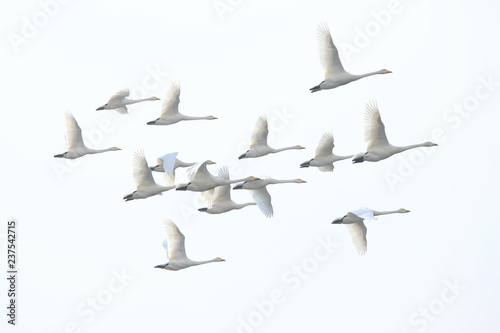 群れで飛ぶ白鳥 Swans Flying In Flocks Adobe Stock でこのストック画像を購入して 類似の画像をさらに検索 Adobe Stock