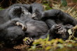 © photocech - Wild mountain gorilla in the nature habitat. Very rare and endangered animal close up. African wildlife.Big and charismatic creature. Mountain gorillas. Gorilla beringei beringei.