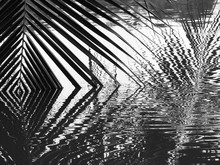 Coconut Leaves Abstract Reflection,black And White