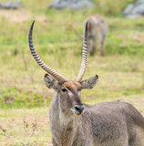 Fototapeta Sawanna - Waterbuck Antelope