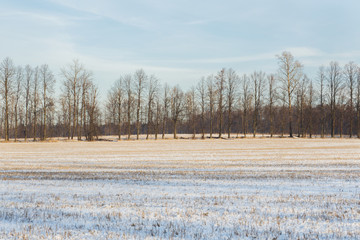 Winter landscape. Fresh snow lies on the dry grass on a Sunny day.