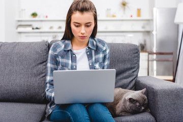 Wall Mural - girl using laptop while sitting on couch with cute grey cat