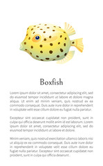 Wall Mural - Boxfish Animal Poster Set Vector Illustration