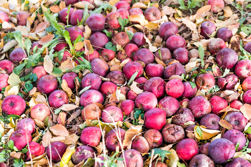 фотография Apple orchard closeup of many fallen red fruit on garden in autumn fall, farm co