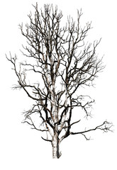 Wall Mural - Dead tree