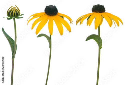 Fotografia, Obraz black eyed susan isolate on white background