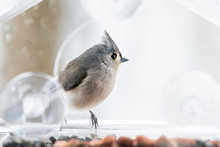 One Tufted Titmouse Perched On Plastic Window Bird Feeder Perch On Suction Cups With Sunflower Seeds, Peanut Nut, Looking Side, Eye During Snow, Snowing, Virginia