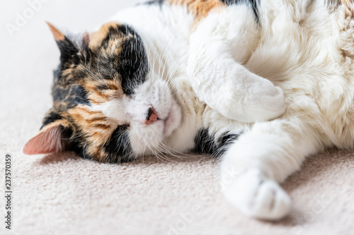 Fotografie, Obraz Closeup portrait of one sleepy, sleeping calico cat face, head, side lying on ca