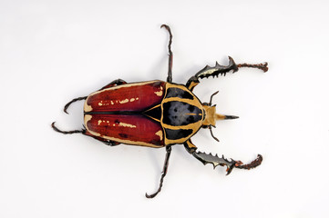 Canvas Print - Afrikanischer Rosenkäfer (Mecynorhina torquata ugandensis) - african Flower chafer