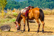 Pferd vor einer traumhaften Landschaft in Indien