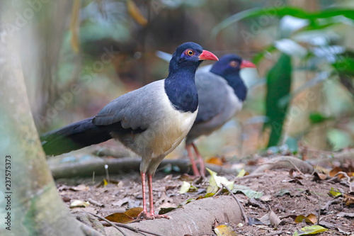 Fotografia Coral-billed Ground Cuckoo Carpococcyx renauldi Beautiful Birds of Thailand