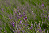 Fototapeta Lawenda - Close up of lavender bushes in summer time 