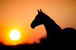© kwadrat70 - Horse silhouette at sunset