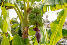 Tropical Banana Palm Tree With Green Banana Fruits Growing On Plantation On Gran Canaria Island, Spain