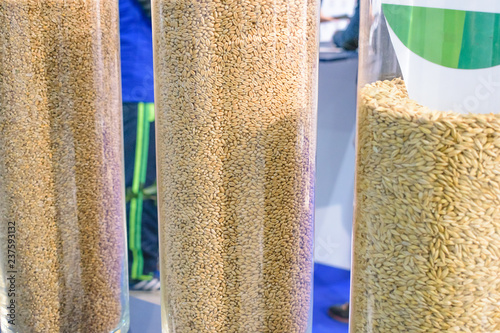 Fotografía Varieties of wheat, samples in glass containers