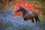 Fototapeta Konie - Bay stallion standing in crataegus trees