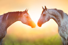Two Grey Arabian Horse Portrait At Sunrise Light