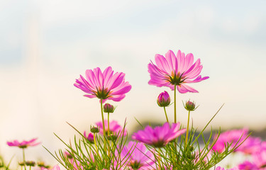 Wall Mural - Pink cosmos flowers bloom in the garden