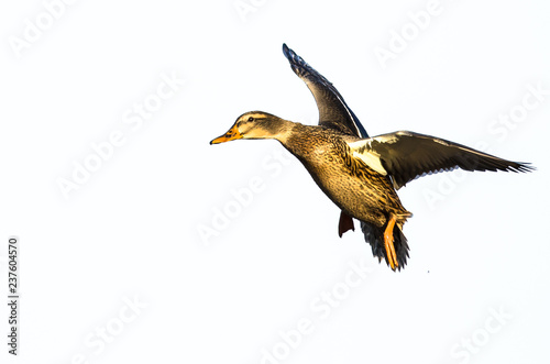 Cuadros en Lienzo Mallard Duck Flying on a White Background
