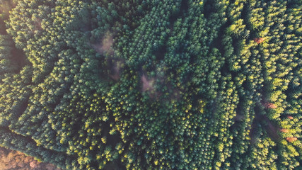 Wall Mural - Overhead aerial view of an evergreen pine tree forest