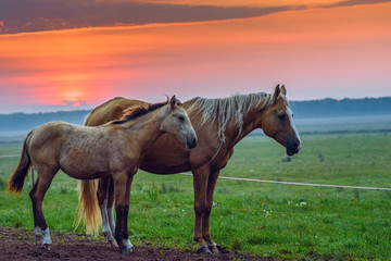 A pair of horses in the meadow at sunrise. 