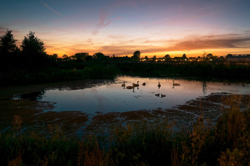 Wall Mural - group of swans in a pond at sunset