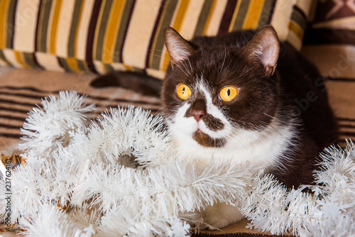Fotografía British cat chocolate color is playing with the Christmas garland
