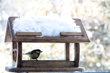 Cute Small Birds Parus Major Tit Feed In Wooden Feeder On Frosty Winter Day Close Up.