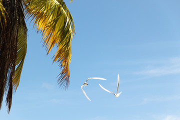 Sternes blancs des Tuamotu