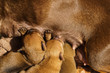 © Voyagerix - Little dachshund mom feeding puppies newborns