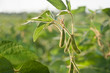 Young soybean pods in a soybean field on a sunny day.