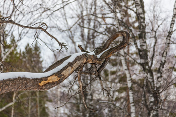 curve branch on a tree near Belokurikha, Altai, Russia