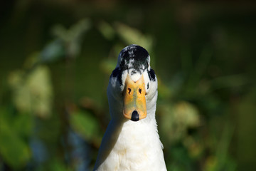 Wall Mural - Portrait of white and green male duck