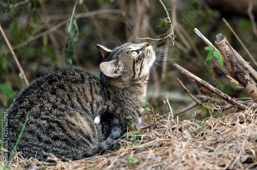 Photo Beautiful young cat looking at the birds flying above.