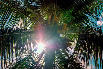 Wall Mural - Through the leaves of coconut palm rays of the sun. Background, vacation concept