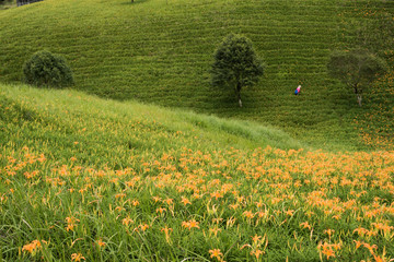 Wall Mural - landscape of tiger lily