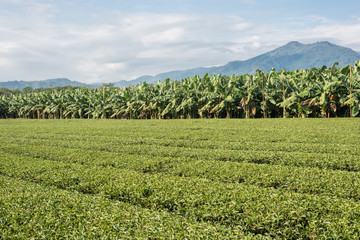 Wall Mural - green tea farm