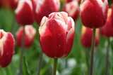 Fototapeta Tulipany - red and pink tulips in the garden