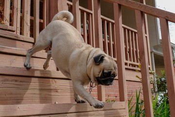 An energetic pug decends the steps, and is ready to play.