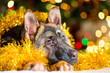 German Shepherd dog at the age of 3 months lies on the floor near a Christmas tree in yellow tinsel