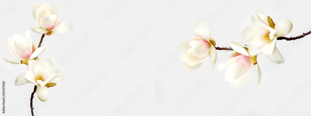Beautiful magnolia flower on white background. - obrazy, fototapety, plakaty 