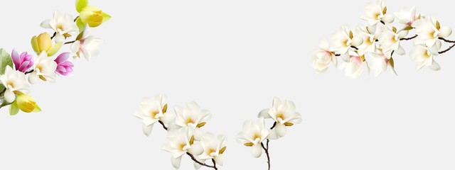 Beautiful magnolia flower on white background.