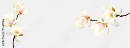Fotomural Beautiful magnolia flower on white background.