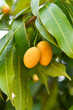 plum mango tropical fruit on tree marian plum