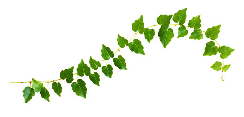 Wall Mural - Closeup of waved ivy twig with small green leaves