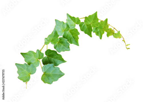 Fotografía Closeup of waved ivy twig with small green leaves
