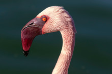 Flamingo Head Close Up