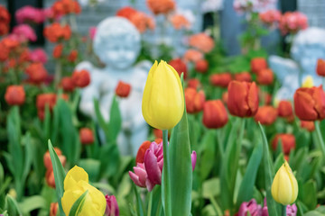 Close up.Beautiful Yellow tulips blooming in garden,Tulip flower with green leaf background in tulip field at spring.