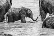Elephantenbaby am Spielen