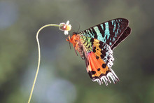 Madagascan Sunset Moth (Chrysiridia Rhipheus) , One Of World's  Most Impressive Coloful  And Beautiful With Iridescent Parts Of The Wings. Selective Focus, Blurred Nature Green Background